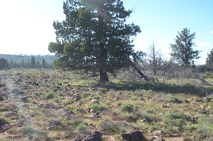 Klamath Oregon land Oregon Pines